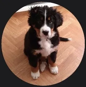 Observation 01 (Terra): A real photo of a young Bernese Mountain Dog with fluffy, tousled fur in its first year of life.